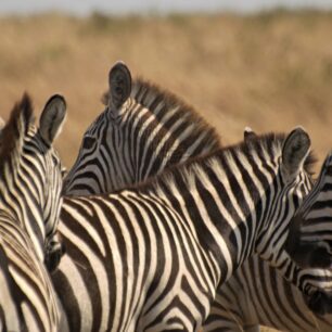 MAASAI MARA GAME RESERVE