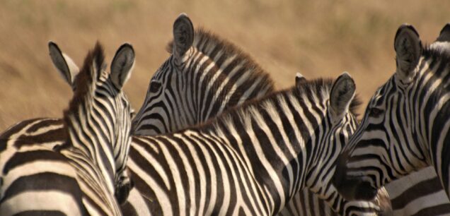 SAMBURU NATIONAL RESERVE