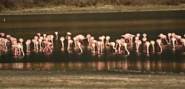 LAKE NAKURU NATIONAL PARK