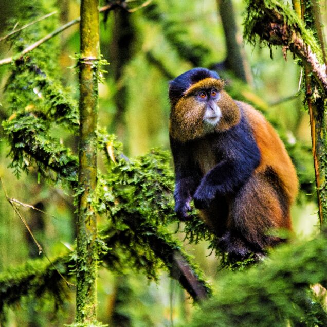 MGAHINGA GORILLA NATIONAL PARK