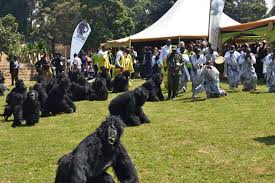 KWITA IZINA GORILLA NAMING CEREMONY IN RWANDA