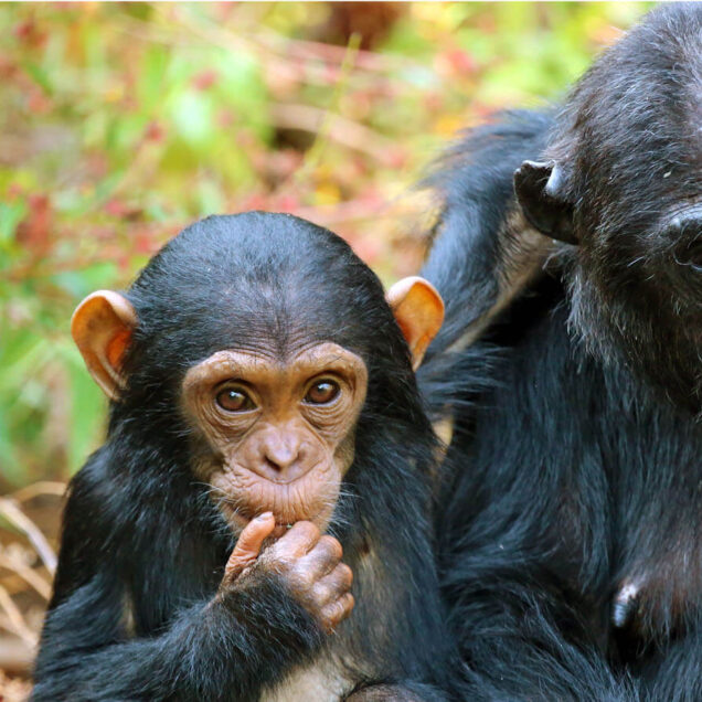 CHIMPANZEE TREKKING SAFARIS IN TANZANIA