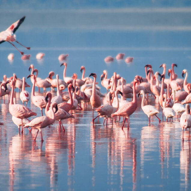 Lake Manyara National Park