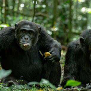 KIBALE FOREST NATIONAL PARK