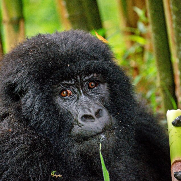 Mgahinga Gorilla National Park