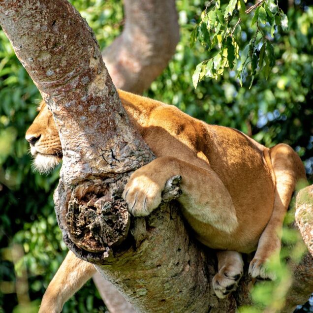 Queen Elizabeth National Park