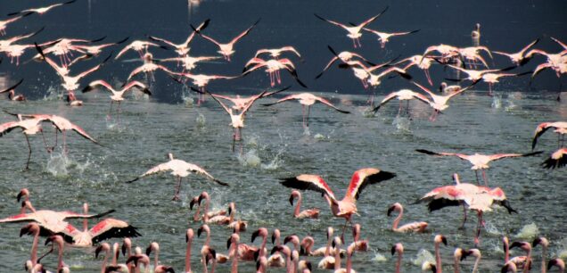 Lake Nakuru National Park