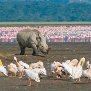 Lake Nakuru and Naivasha: 4-Day Luxury Birdwatcher's Delight