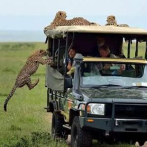 Big Five Safari: 4-Day Maasai Mara Adventure (Luxury Retreat)