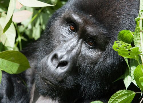 Bwindi Gorilla Tour from Kigali: A Cross-Border Safari Extravaganza