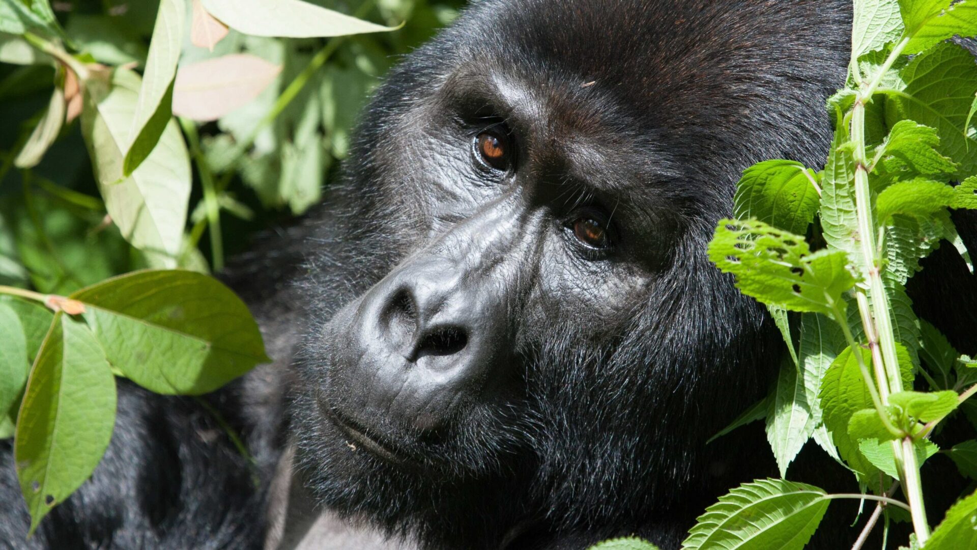 Bwindi Gorilla Tour from Kigali: A Cross-Border Safari Extravaganza