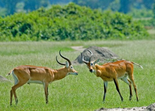 Uganda’s National Parks: A Wildlife Lover’s Paradise