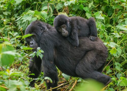 Gorilla Trekking in Uganda: A Majestic Adventure with Nile Abenteuer Safaris