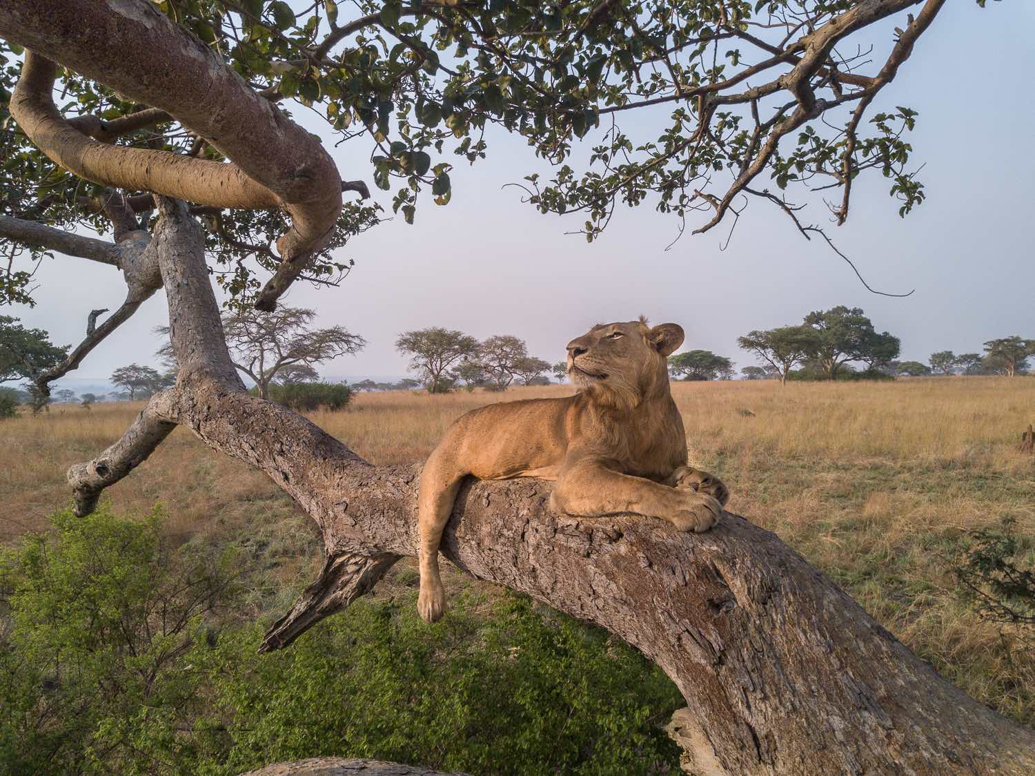 Kidepo Safari: Explore Africa's Untouched Wilderness