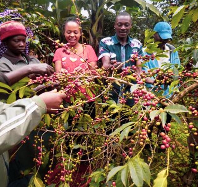 COFFEE TOURISM IN UGANDA