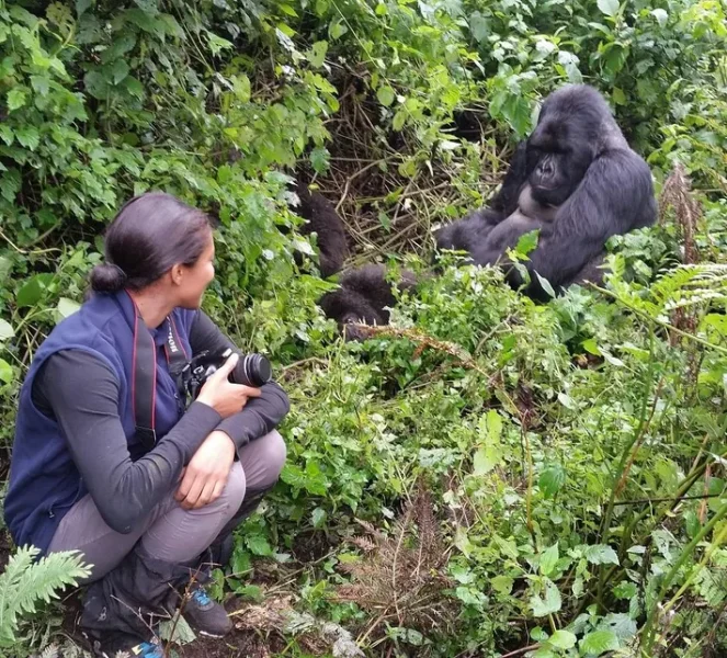 Gorilla habituation by a client in Bwindi