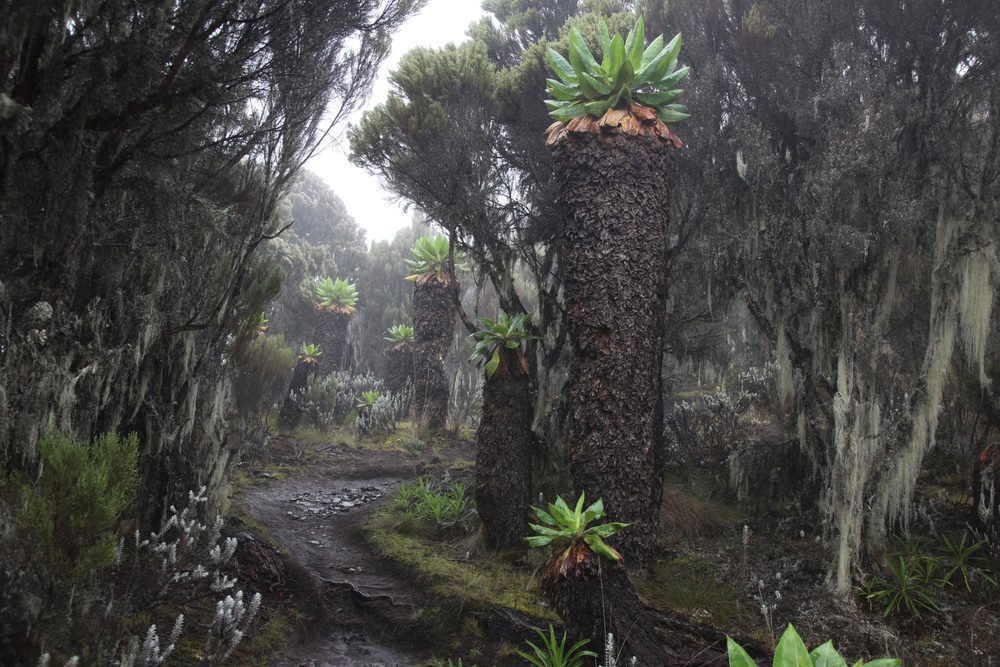 Mount Kilimanjaro National Park foliage