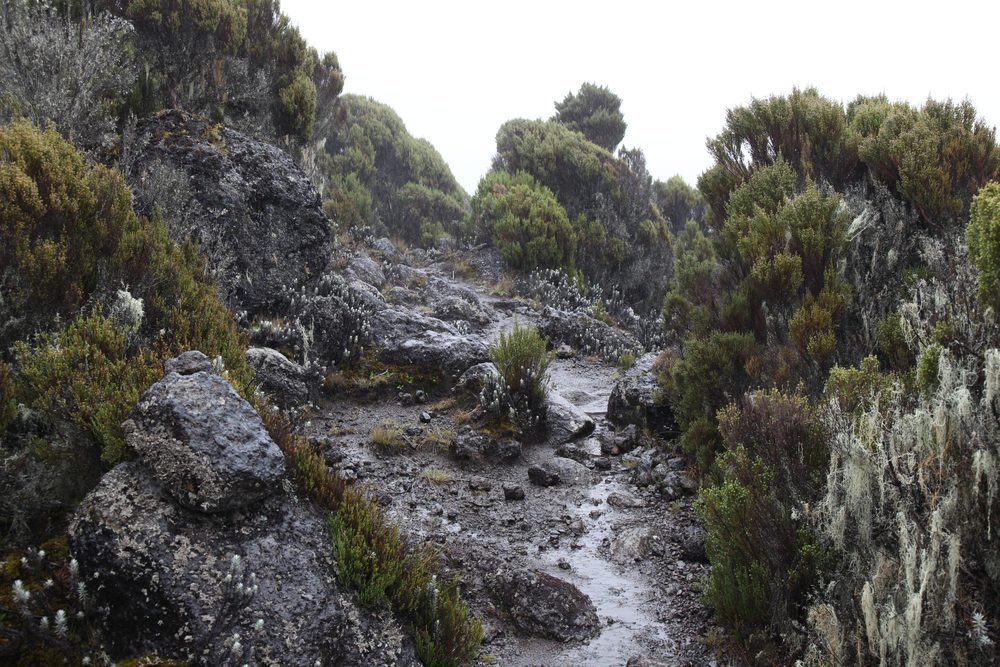 Mount Kilimanjaro National Park soggy trail