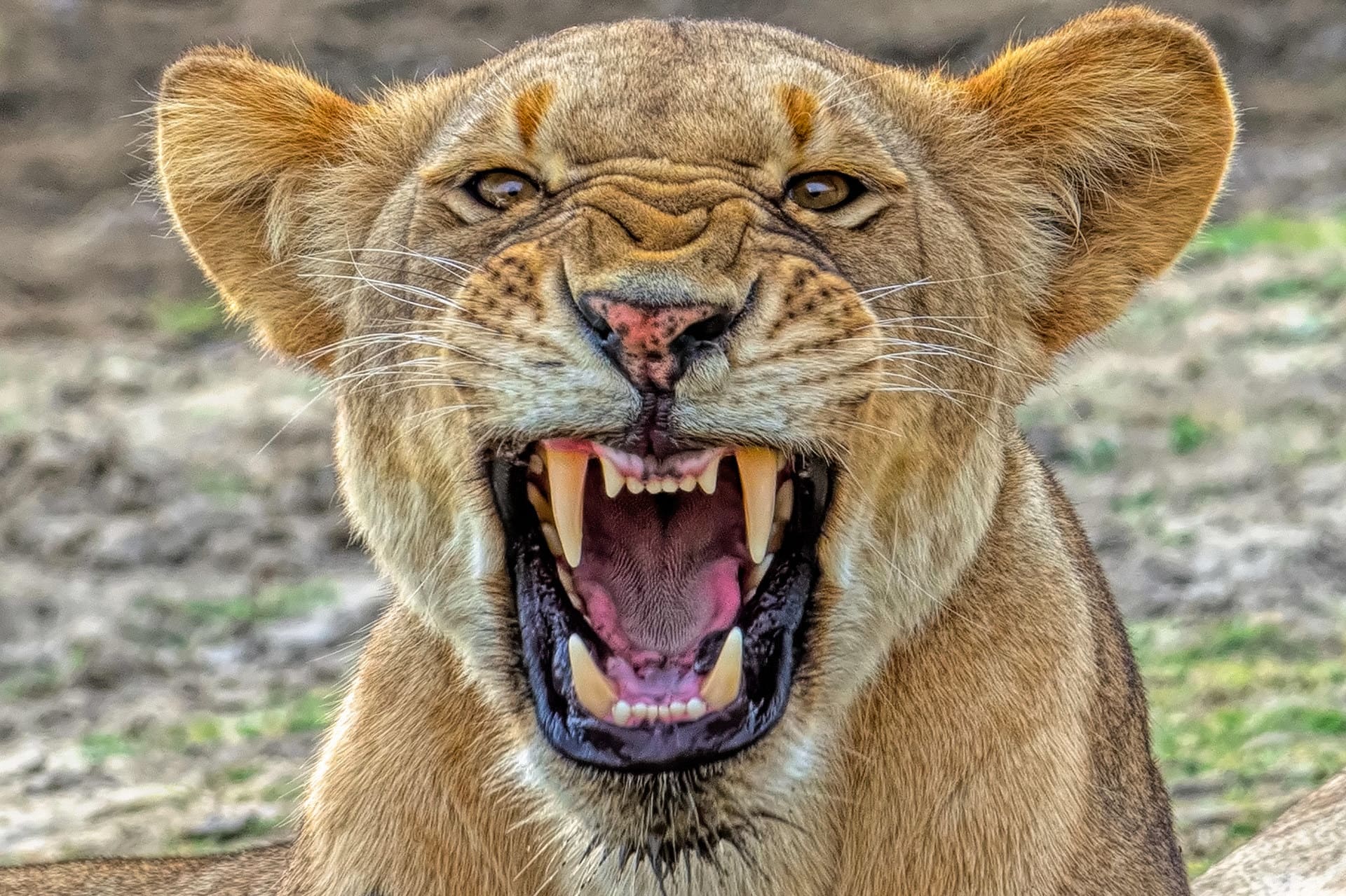 lioness-nyerere-national-park