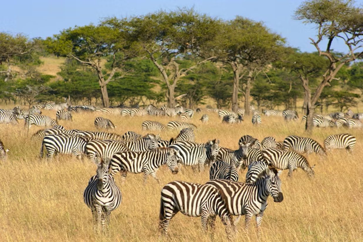 mara-naboisho-camp-maasai-mara-zebra-asilia