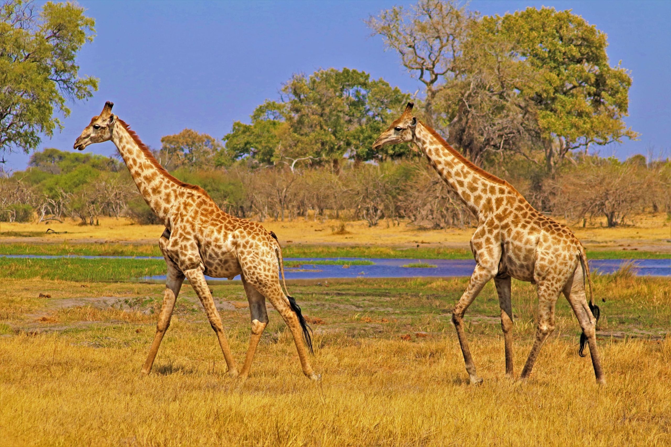 masai-giraffes-nyerere-selous