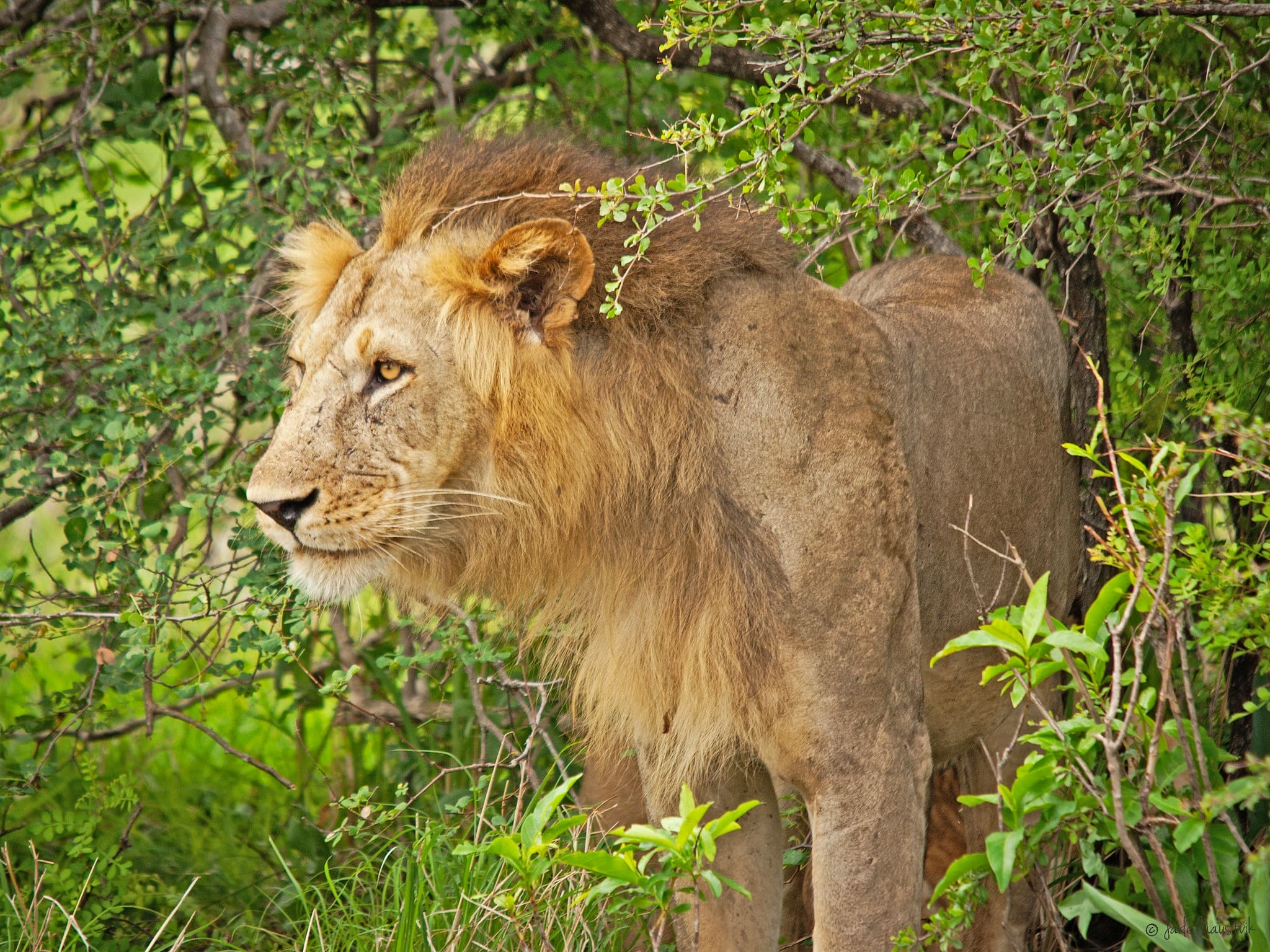 selous-male-lion