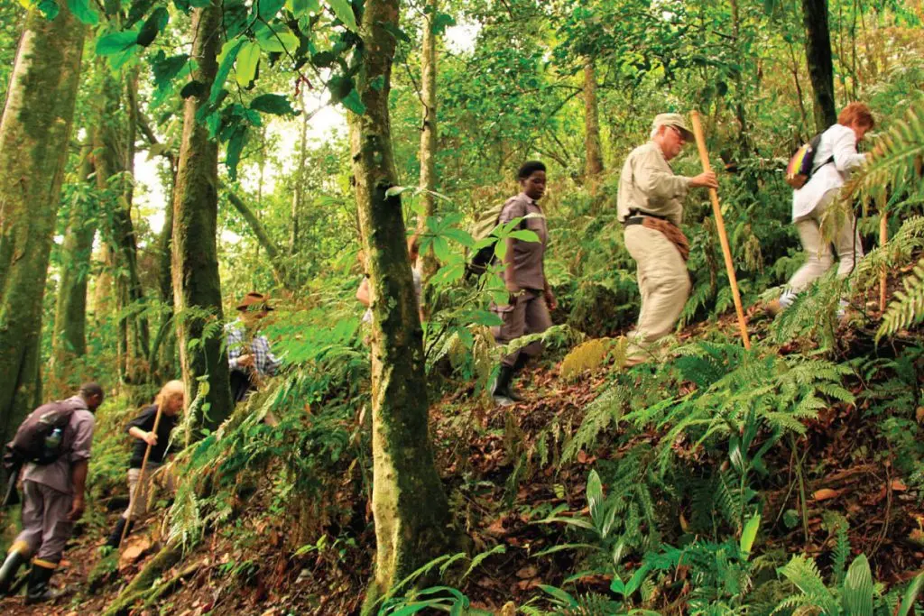 Gorilla trekking in progress with porters and tourists on the trails
